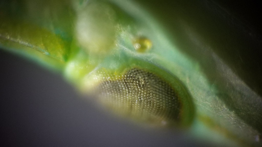 Making your own DIY Microscope thumbnail